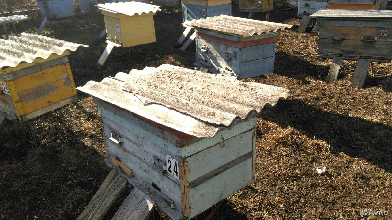 Пчелосемья с 10-12 рамами купить на Зозу.ру - фотография № 3