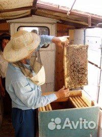 Пчелосемьи Степные купить на Зозу.ру - фотография № 1