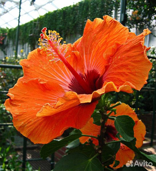 Комнатное растение Гибискус "Sunshine Orange" купить на Зозу.ру - фотография № 1
