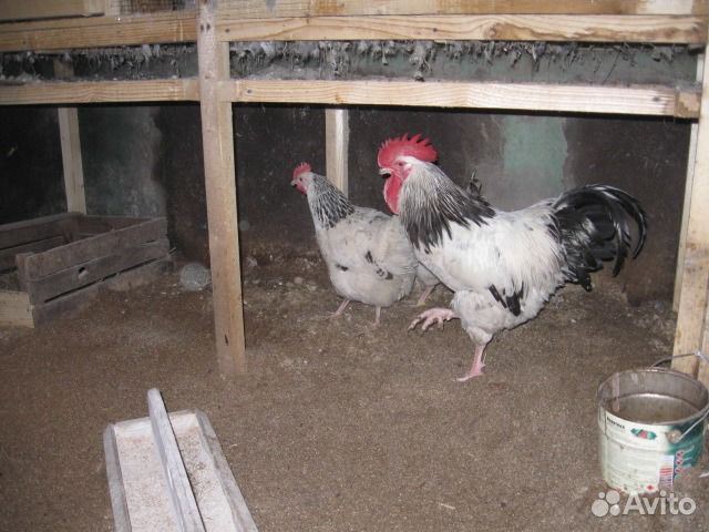 Инкубационное яйцо и молодняк 5 пород кур купить на Зозу.ру - фотография № 3