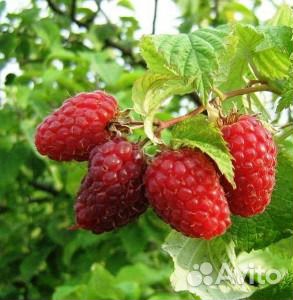 Малина Гусар зкс с ягодами купить на Зозу.ру - фотография № 2