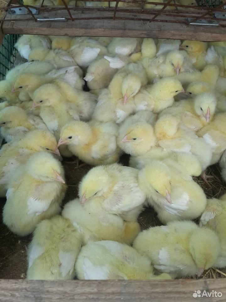 Цыплята бройлера 10 дней. Бройлер 10 дней. Бройлер это гибрид. Цыплята кобб 500. Цыплята подрощенные фото.