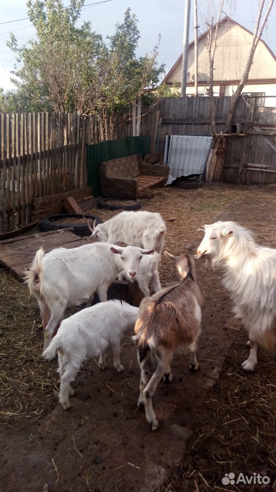 Продам коз, козлят,козочки дойные купить на Зозу.ру - фотография № 4