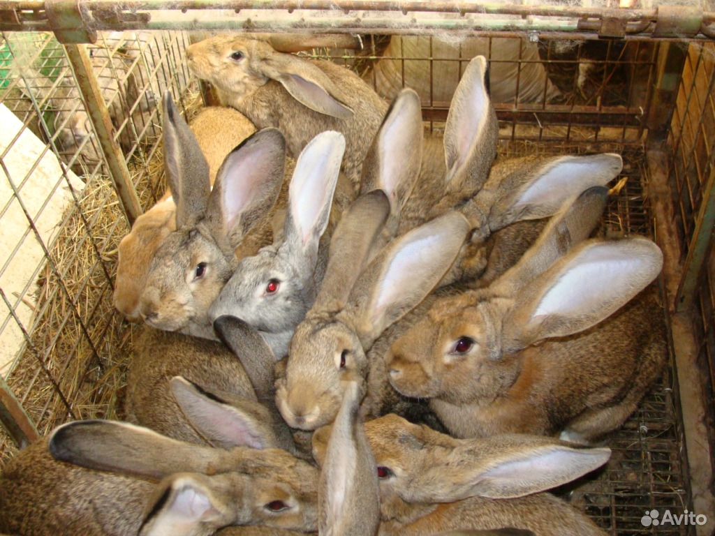 Купить кроликов в орле. Купить кроликов в Орловской области на авито свежие объявления.