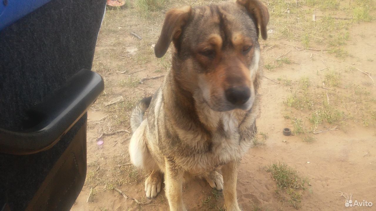 Крупная собака купить на Зозу.ру - фотография № 2