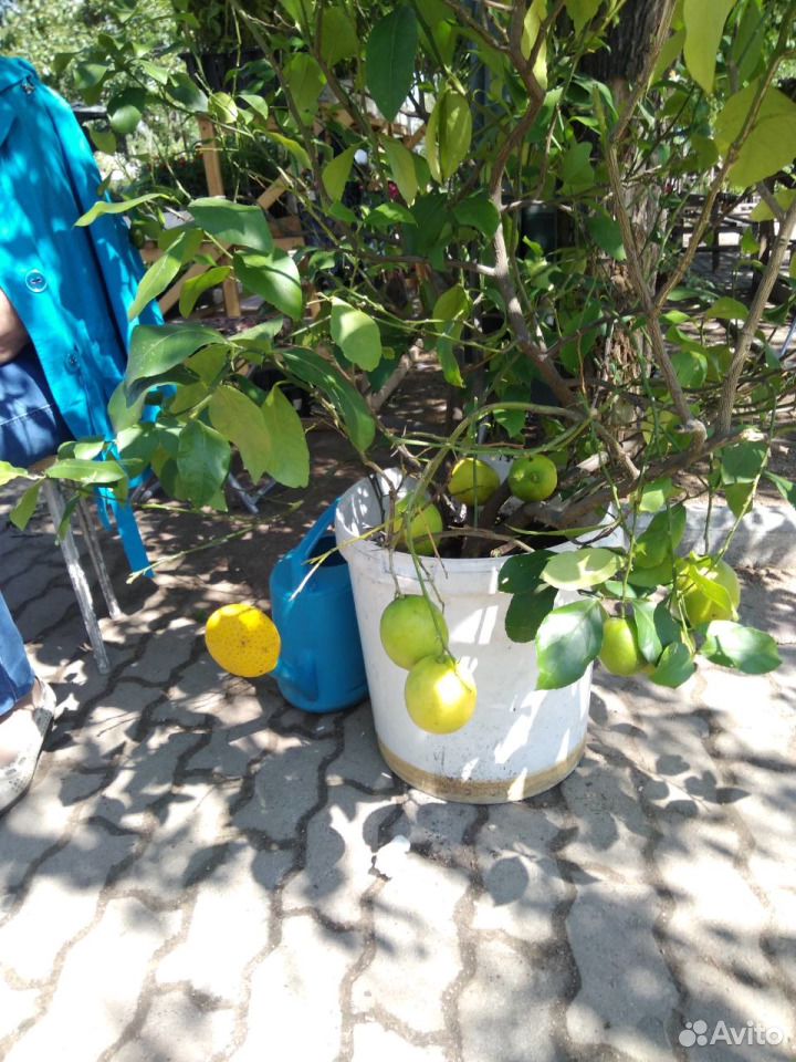 Продаю лимоны Павловские с плодами и без плодов купить на Зозу.ру - фотография № 1