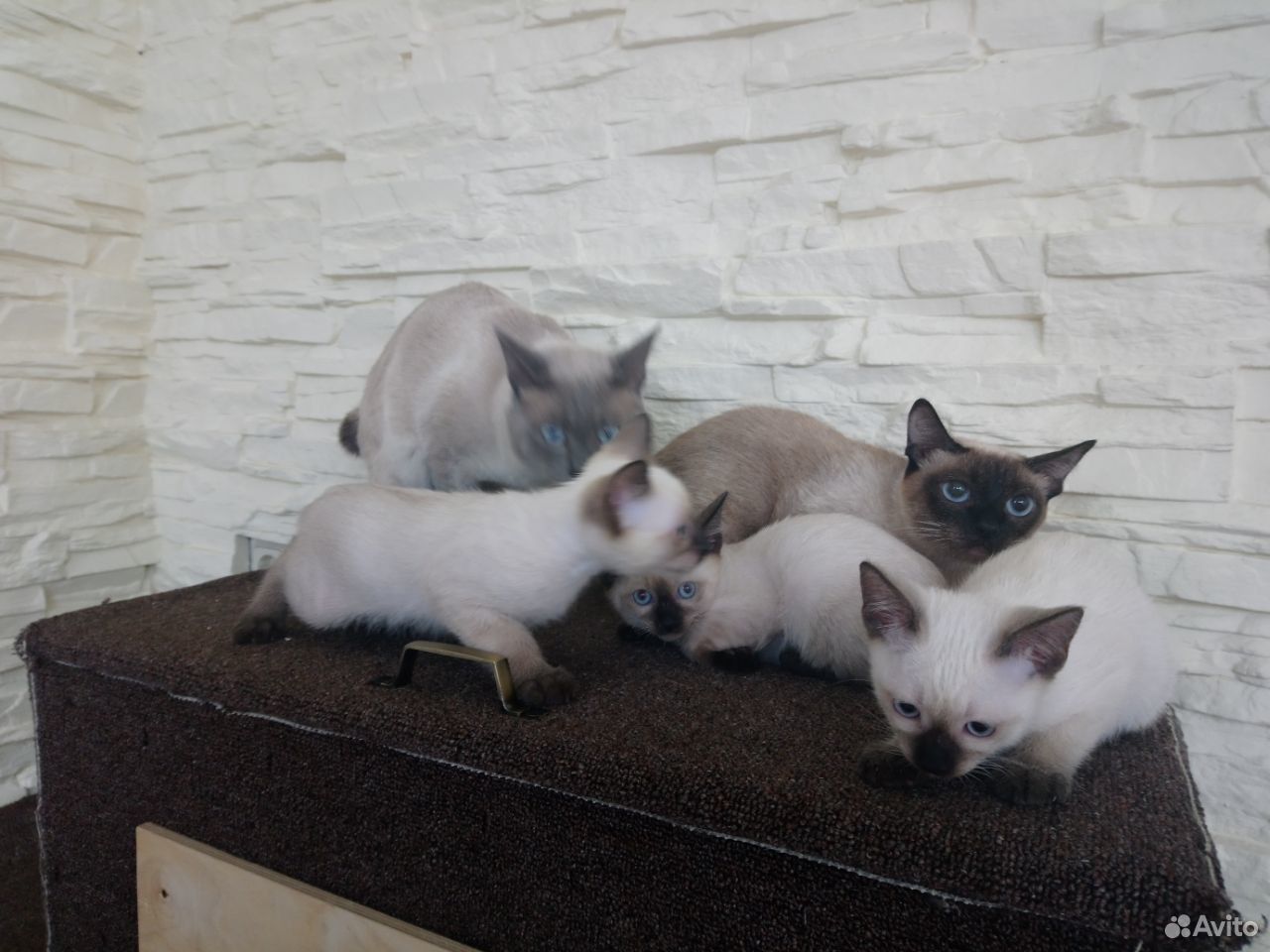 Меконгский бобтейл - чудесные котята купить на Зозу.ру - фотография № 6