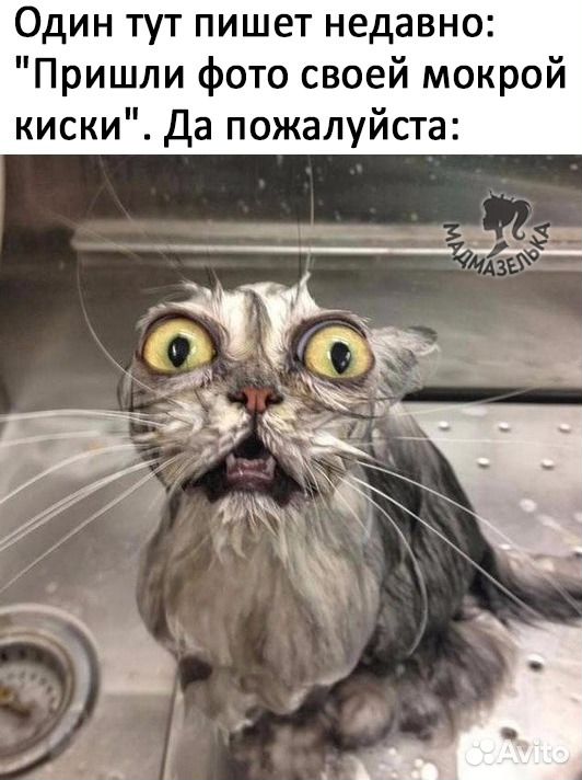 Отдам метр Сибирского кота в добрые руки купить на Зозу.ру - фотография № 4