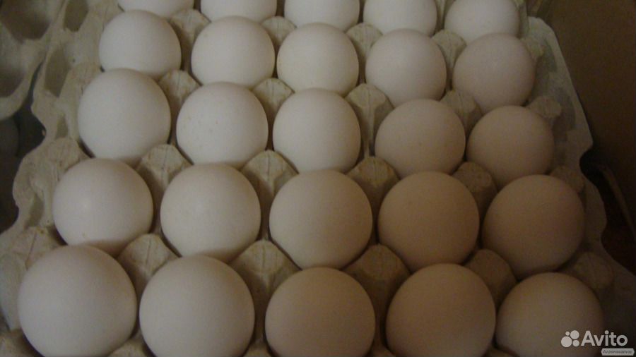 Инкубационное яйцо несушка декабл купить на Зозу.ру - фотография № 3