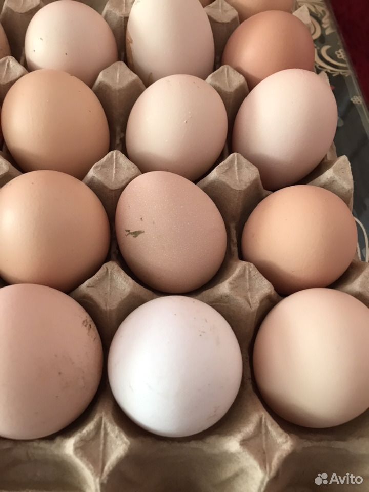 Яйца инкубационные купить на Зозу.ру - фотография № 1