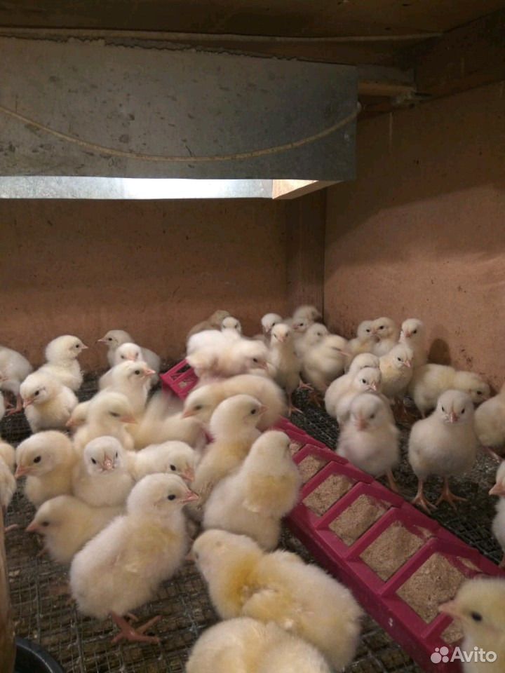 куры новосибирска