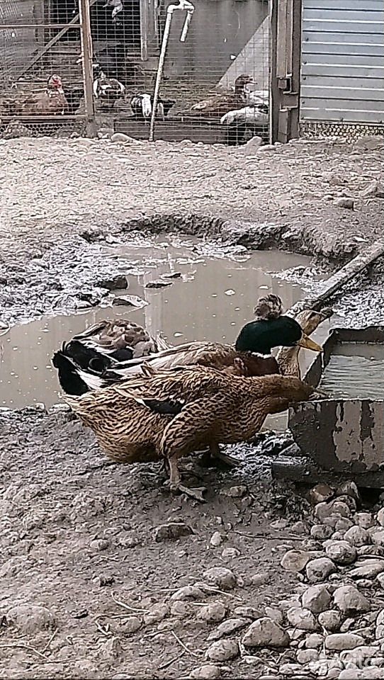 Хохлатые башкирские утки купить на Зозу.ру - фотография № 9