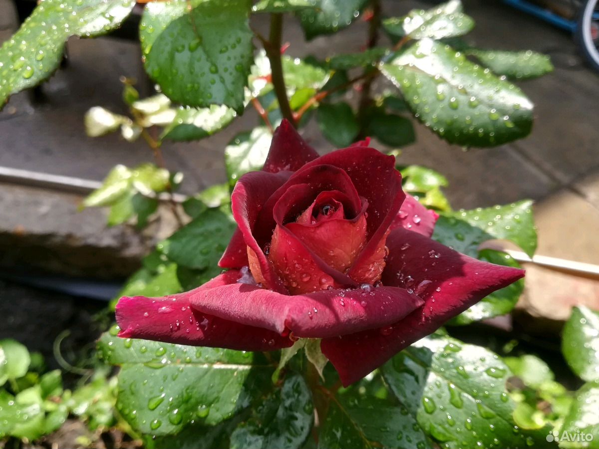 Розы под срез С куста купить на Зозу.ру - фотография № 9