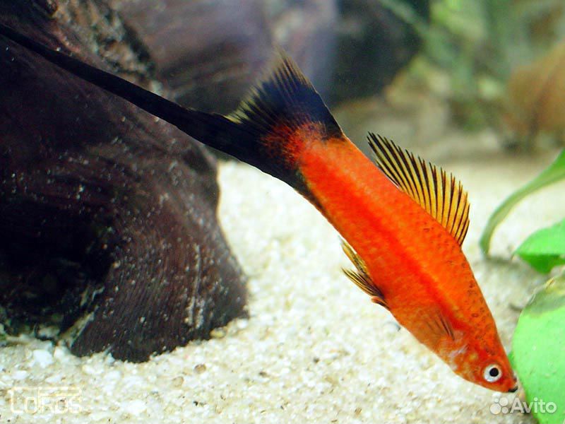 Аквариумные красные рыбки фото с названиями