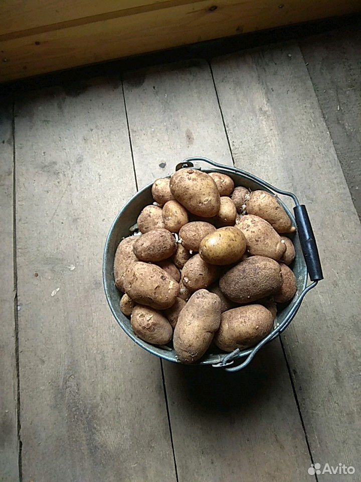 Картошка вкусняшка купить на Зозу.ру - фотография № 2