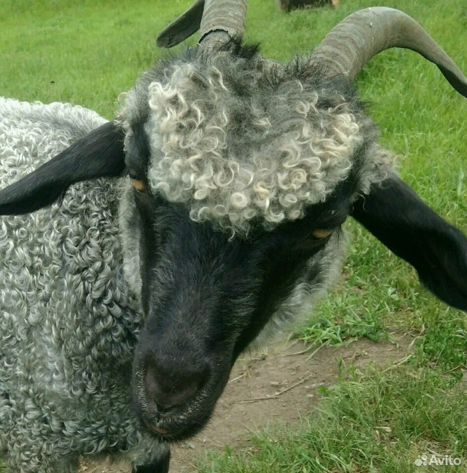 Пуховая коза купить на Зозу.ру - фотография № 1