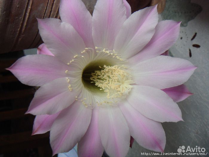 Кактусы Эхинопсис цветки крупные белые и розовые купить на Зозу.ру - фотография № 1