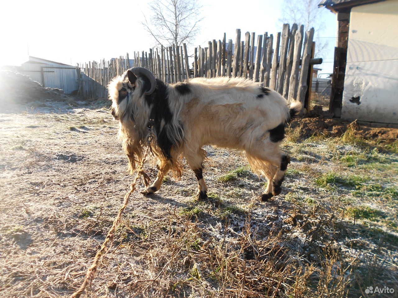 Два козла купить на Зозу.ру - фотография № 6