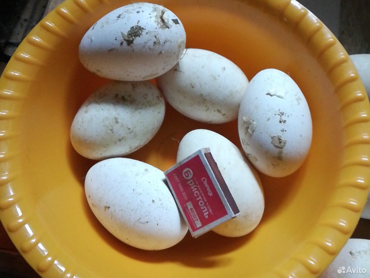Инкубационное яйцо гуся утки купить на Зозу.ру - фотография № 1