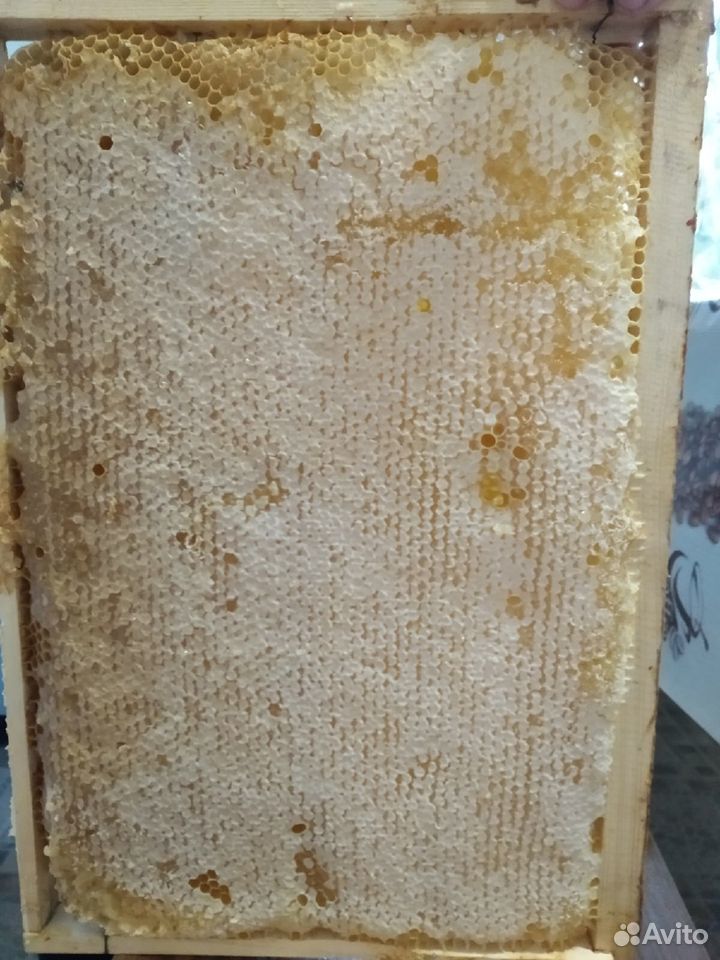 Мёд со своей пасеки, оптом и в розницу, прополис купить на Зозу.ру - фотография № 3
