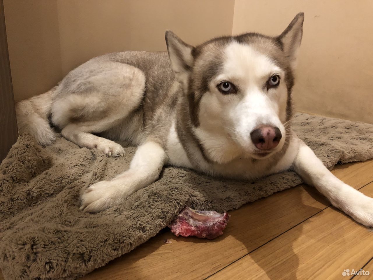 щелково в добрые руки