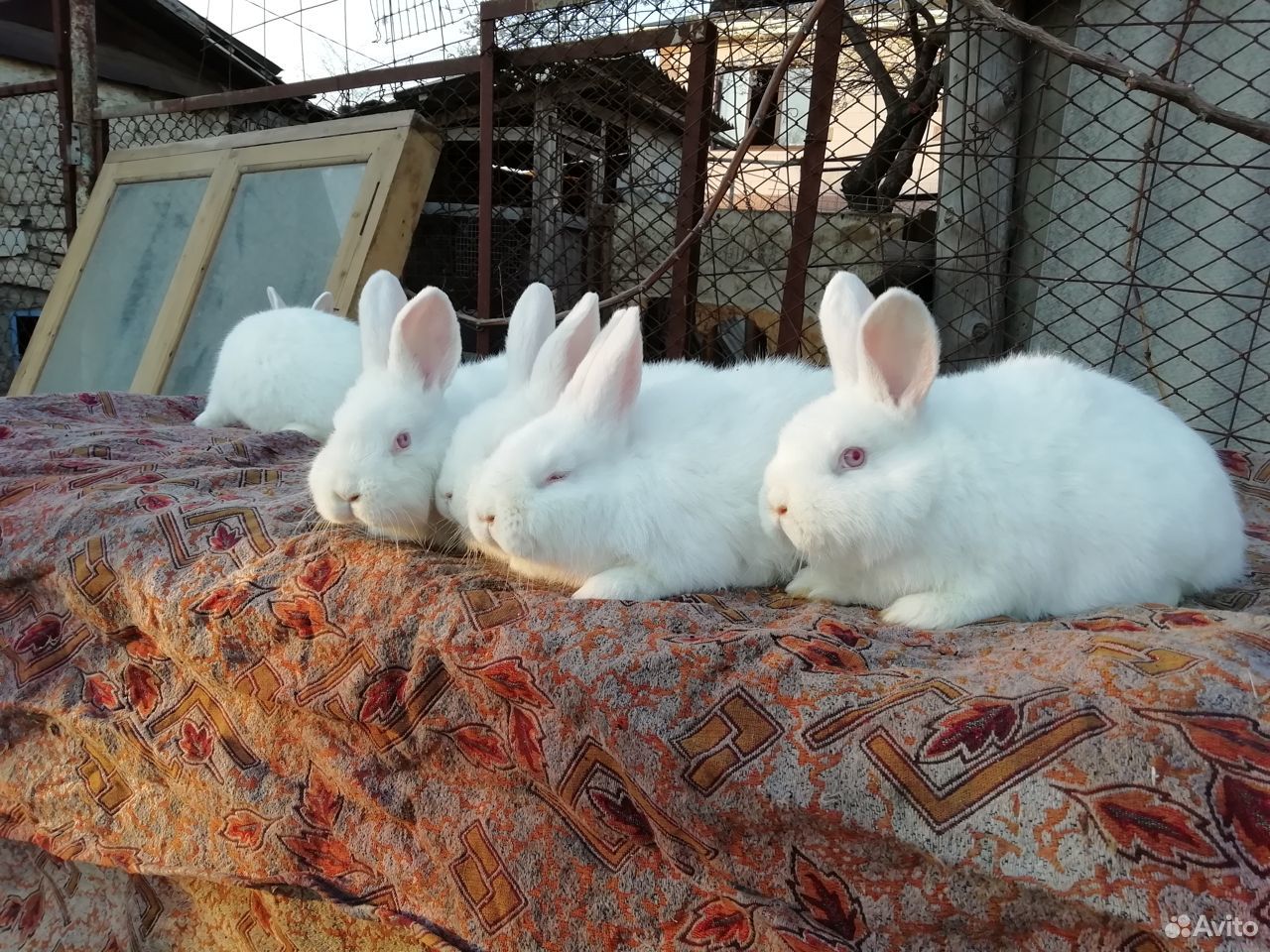 Кролики нзб купить на Зозу.ру - фотография № 2