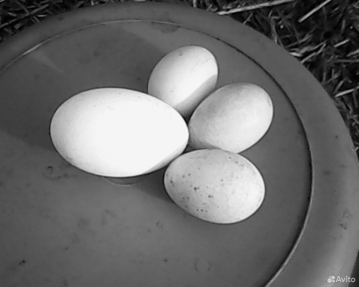 Гусиные яйца 50 штук. Яйцо утки индийский бегун. Яйца индийских бегунков. Фото яиц индийских бегунов.