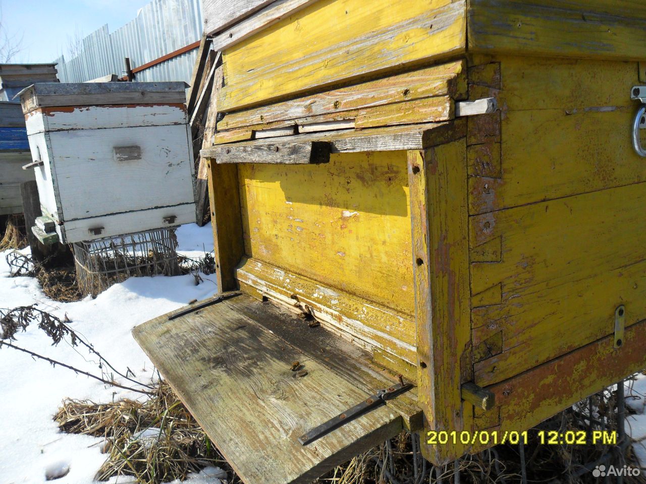 Пчелы: Карпатка, Карника купить на Зозу.ру - фотография № 1