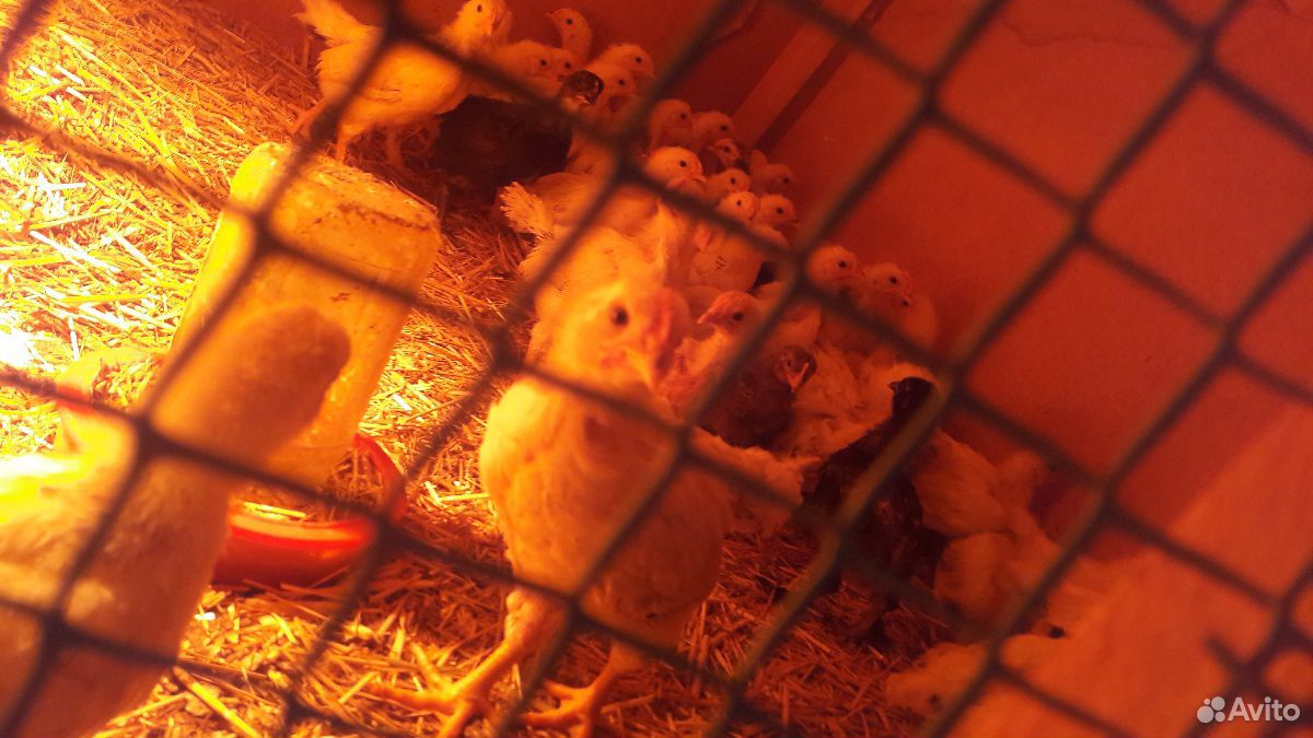 Продаются цыплята купить на Зозу.ру - фотография № 2