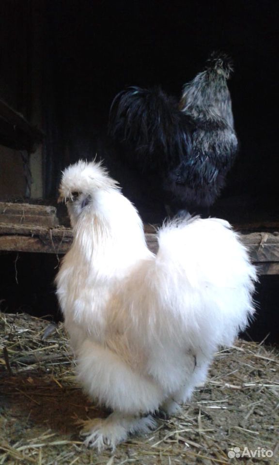 Цыплята, птенцы китайской шёлковой курицы купить на Зозу.ру - фотография № 1