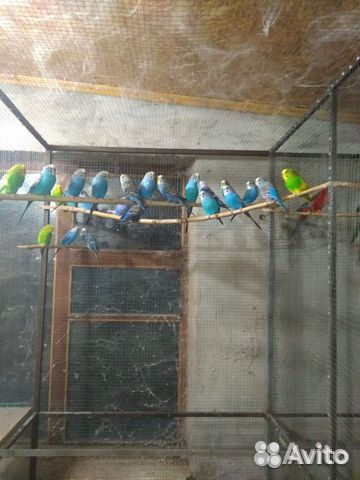 Продаются волнистые попугаи купить на Зозу.ру - фотография № 2