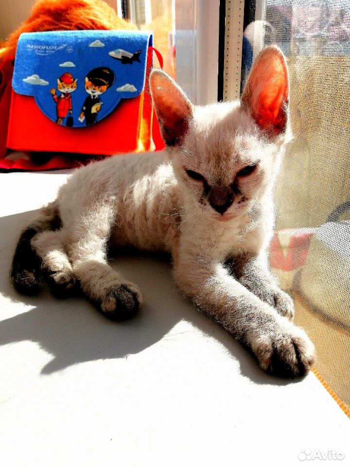 Кошечка тайской породы купить на Зозу.ру - фотография № 5