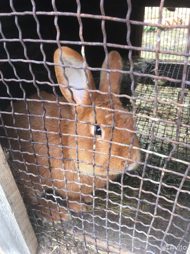 Новозеланский красные кролики купить на Зозу.ру - фотография № 5
