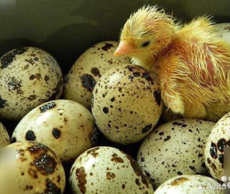 Инкубационные Яйца перепелов купить на Зозу.ру - фотография № 2