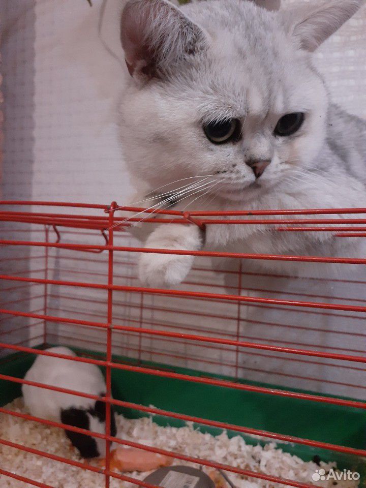Кошка вязка.Серебристый шиншилл ждет в гости невес купить на Зозу.ру - фотография № 8