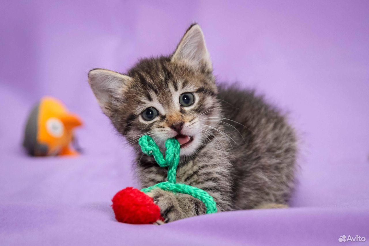 маленькие котята в добрые руки. ищу котенка. маленький котенок в руках. рыже черно белый котенок. котята в добрые руки.