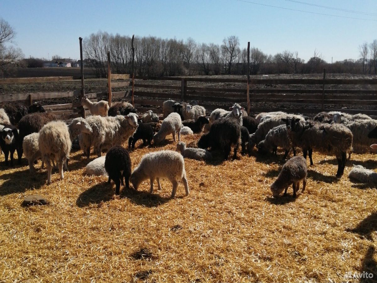 Продаю овец и ягнят купить на Зозу.ру - фотография № 2