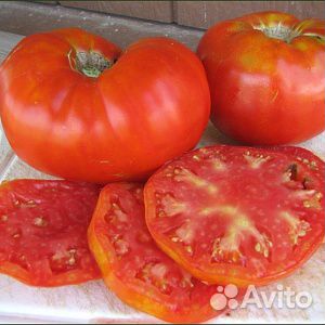 Рассада томатов купить на Зозу.ру - фотография № 8