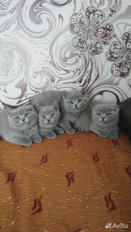 Британские котята купить на Зозу.ру - фотография № 2