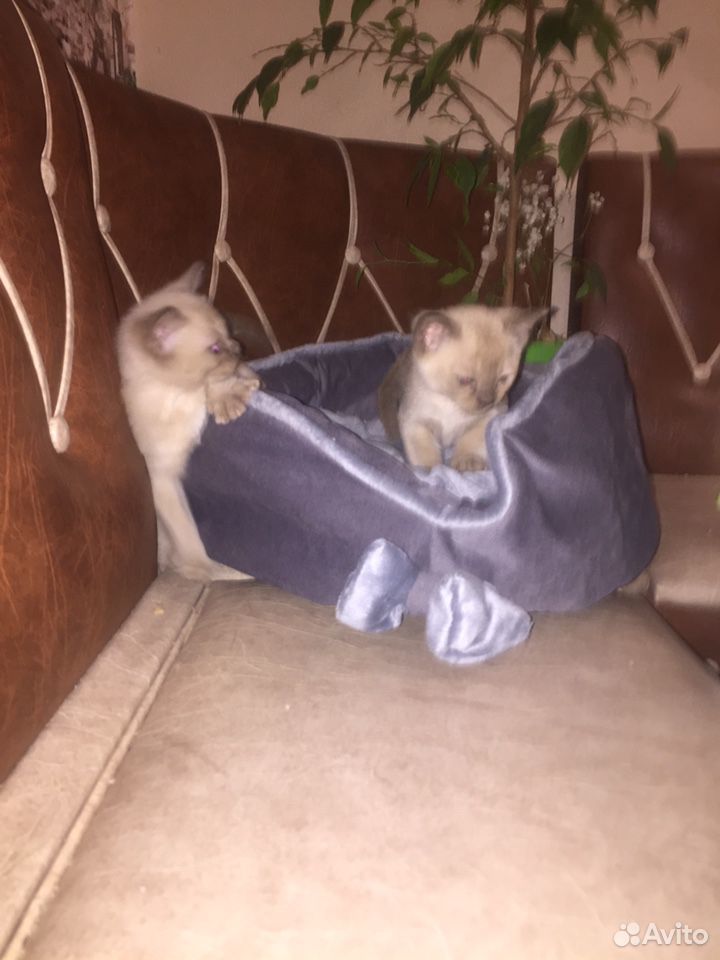 Бурманские котята купить на Зозу.ру - фотография № 2