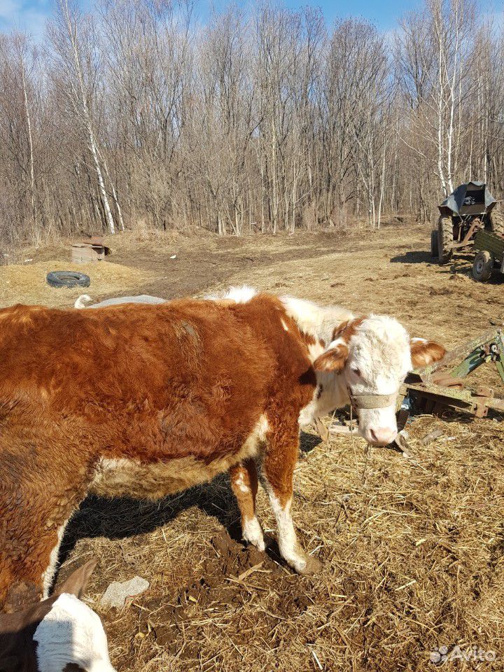 Корова Стелная купить на Зозу.ру - фотография № 1