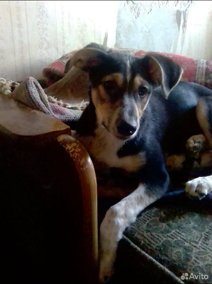 Собака бесплатно купить на Зозу.ру - фотография № 3