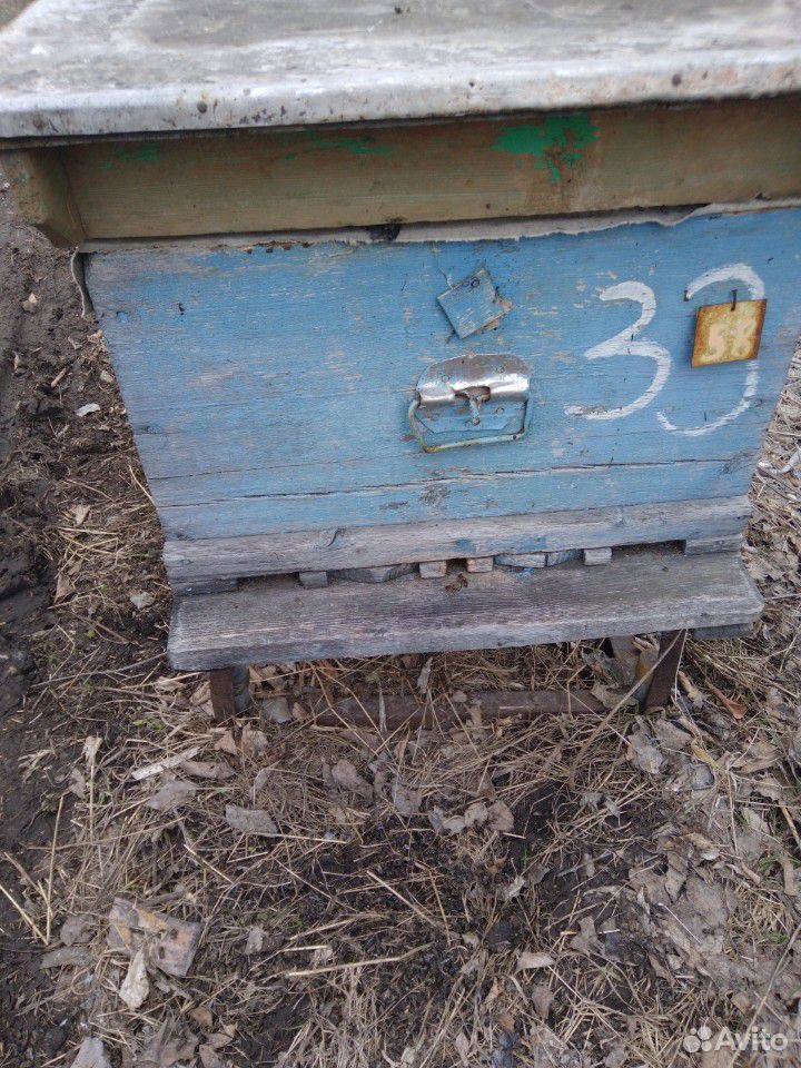 Пчелосемьи на высадку купить на Зозу.ру - фотография № 2