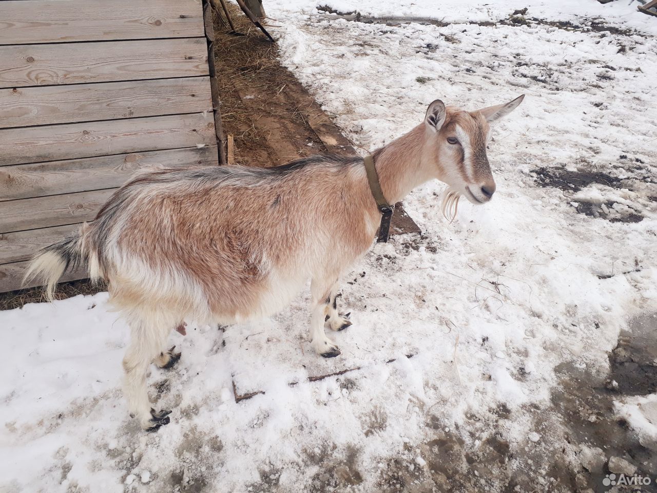 Продаются козы купить на Зозу.ру - фотография № 2