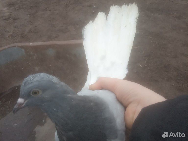 Никалаевские голуби купить на Зозу.ру - фотография № 9