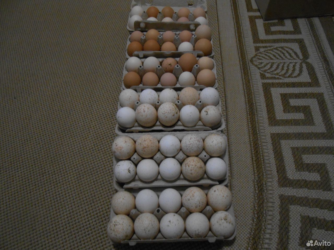 Индюшата цыплята инкуб.яйцо купить на Зозу.ру - фотография № 2