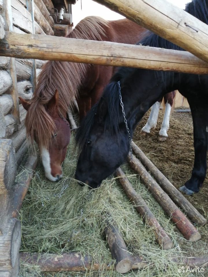Продам лошадей купить на Зозу.ру - фотография № 1