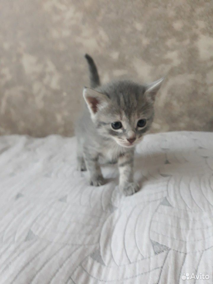 Кошечка и котик купить на Зозу.ру - фотография № 1
