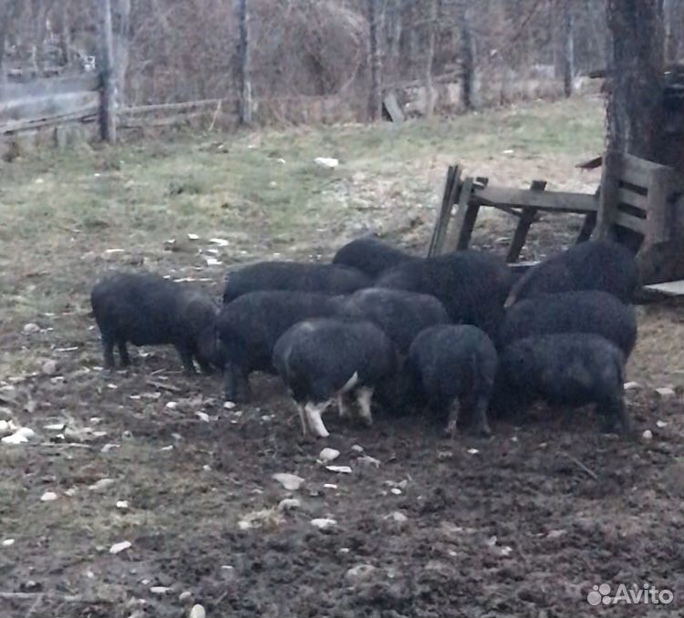 Поросята «Вьетнамской вислобрюхой свиньи» купить на Зозу.ру - фотография № 1