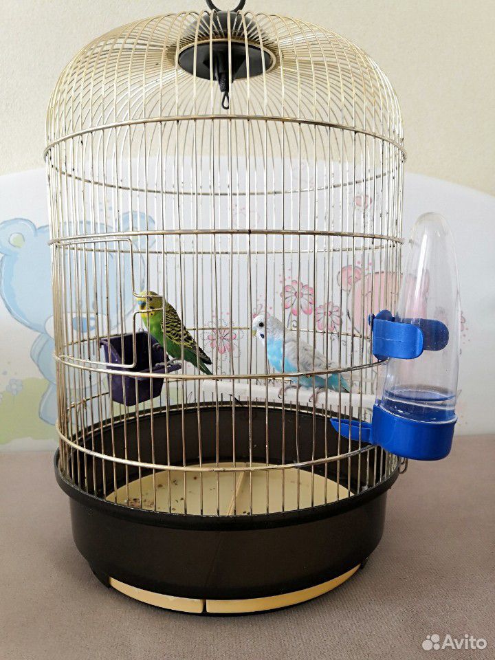 Продам двух волнистых попугайчиков вместе с клетко купить на Зозу.ру - фотография № 1